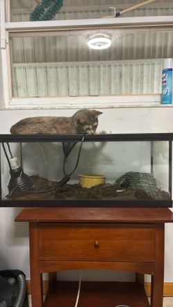 Snake tank for sale