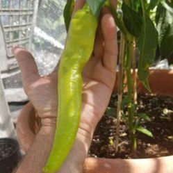 🌿🌻🌶 BACK IN STOCK - LIMITED SUPPLY - EXPLODE your 2021 Garden! Ocean Mineral Foliar Feed