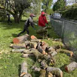 Free Firewood In Rounds 