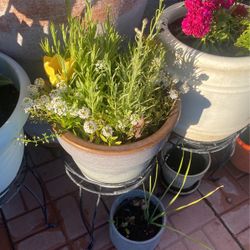 Gorgeous Plants And Pot 