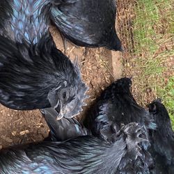 Ayam cemani hatching eggs 