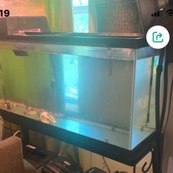 55 Gallon Tank With Light & Stand