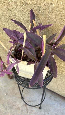 Purple Heart Plant