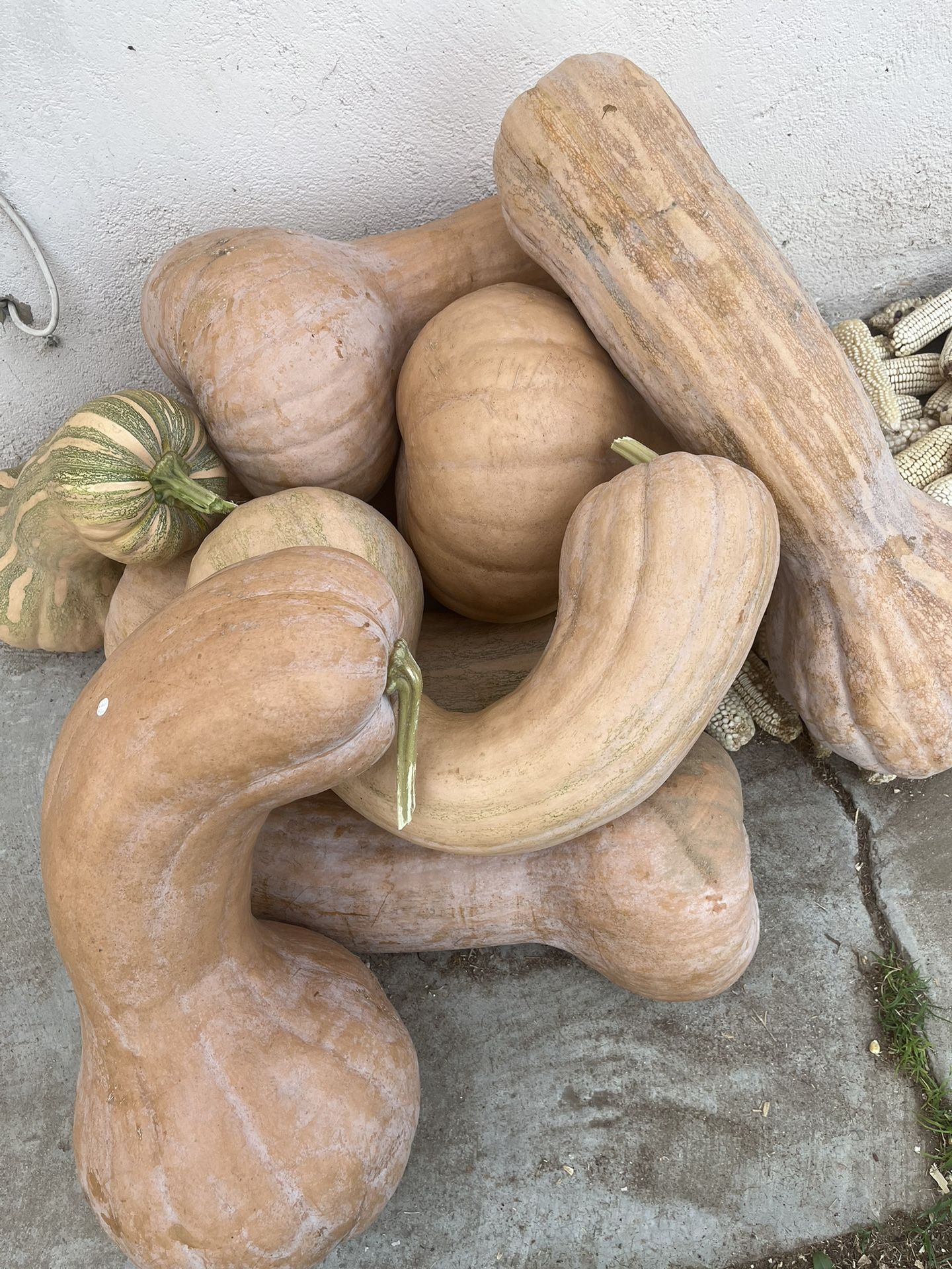 Ya Hay Calabazas Recién Cortadas Todo Cultivado Acá En El Rancho. Precio Según el Tamaña