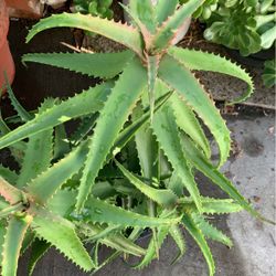Aloe Vera Plant