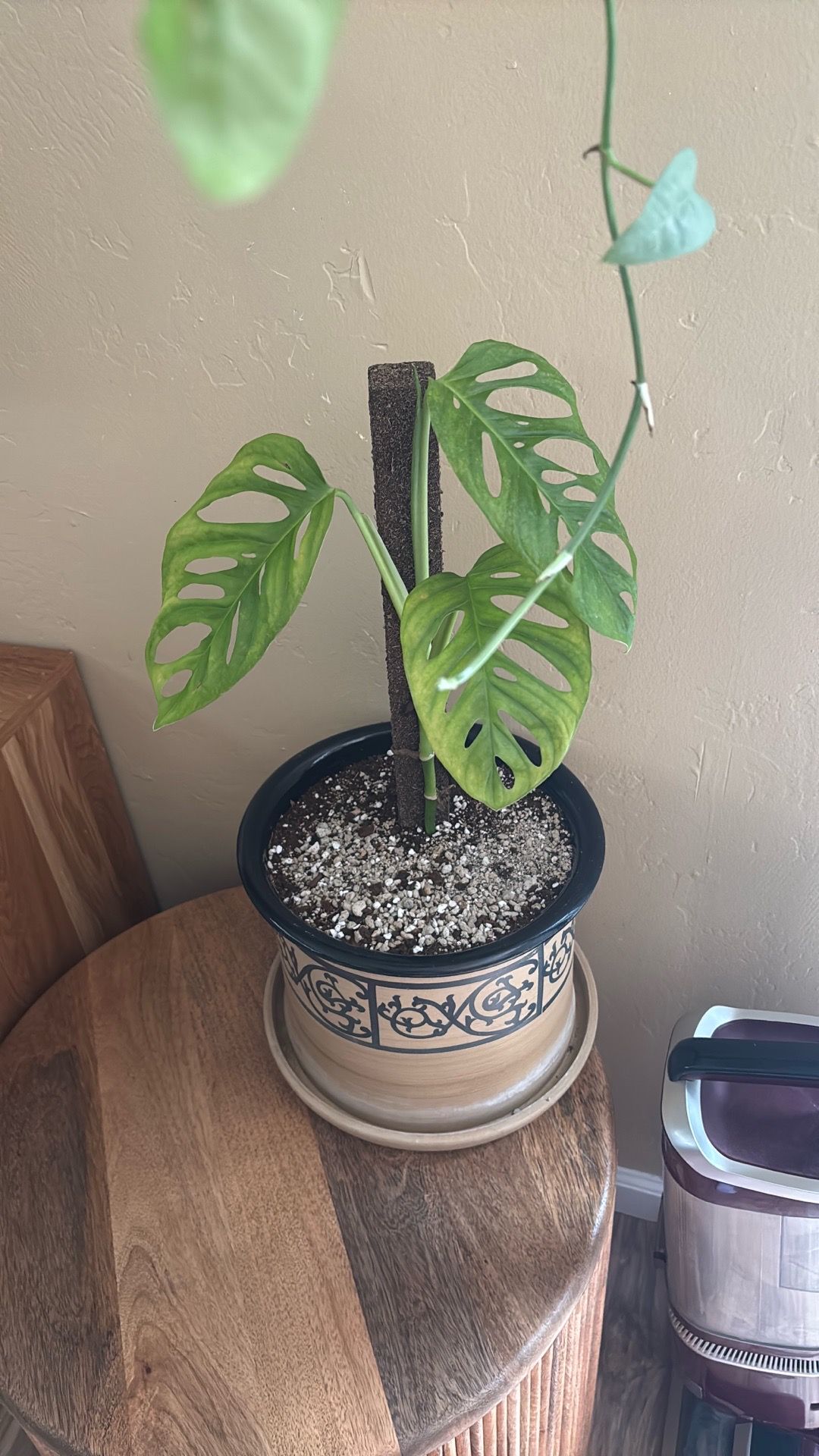 Swiss cheese Monstera house plant