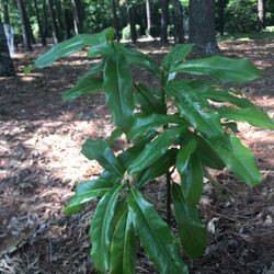 Magnolia Tree Starters 