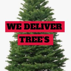 Christmas Tree Delivery 