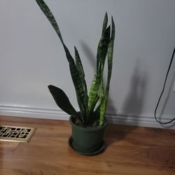 Snake Plant Sansaveria Plant in  Pot