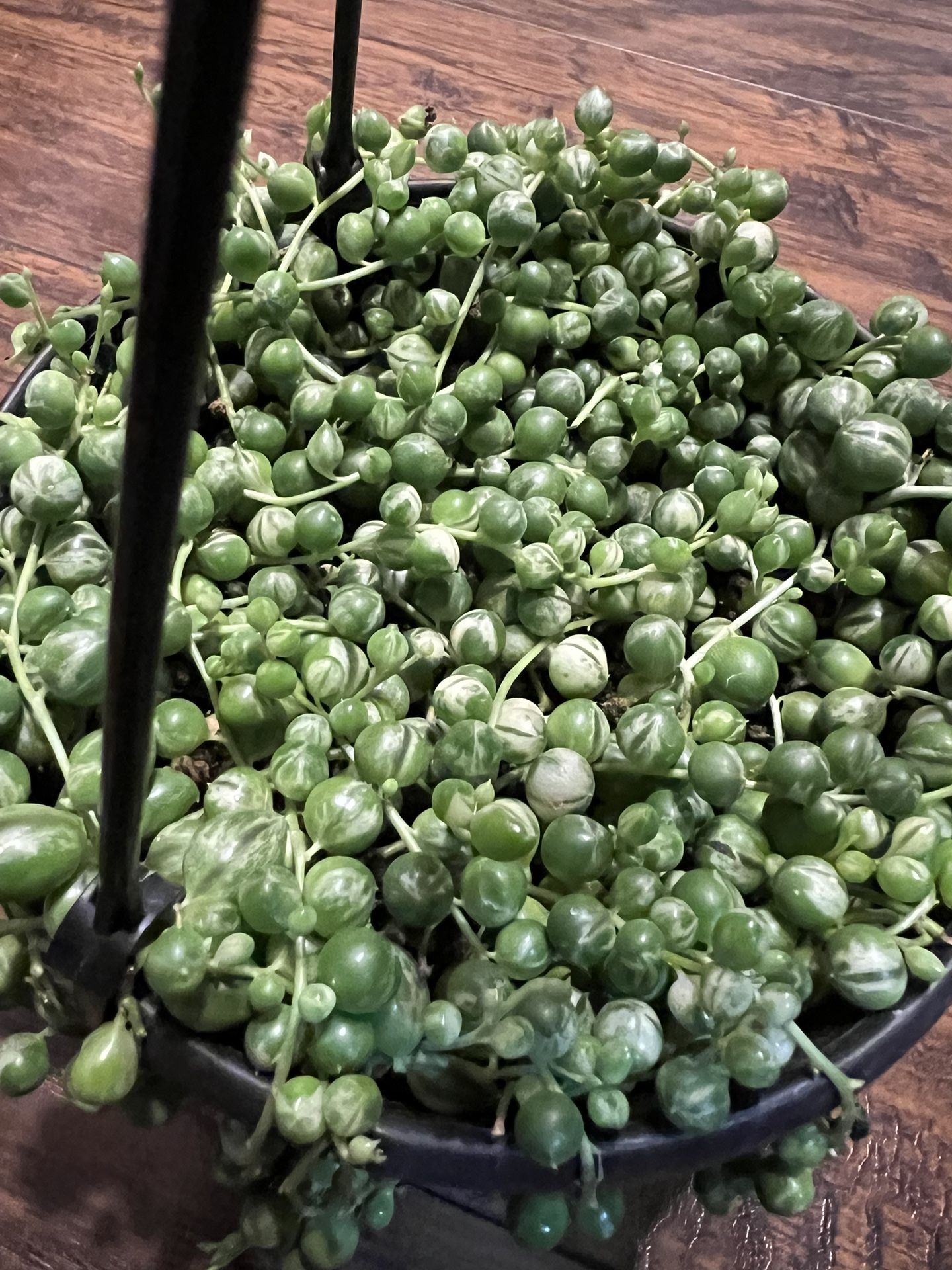 Variegated String Of Pearls Cuttings (pls Read Description Below)