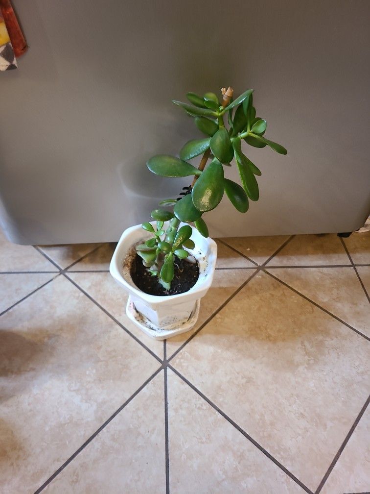 Jade Plant