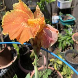Big Calla Lilies Plant In 10 Gallon Container.