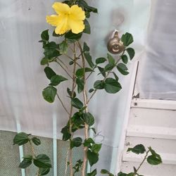 Yellow Hibiscus Plant 