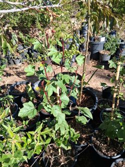 Potted Hibiscus Sabdariffa (Roselle) Plant
