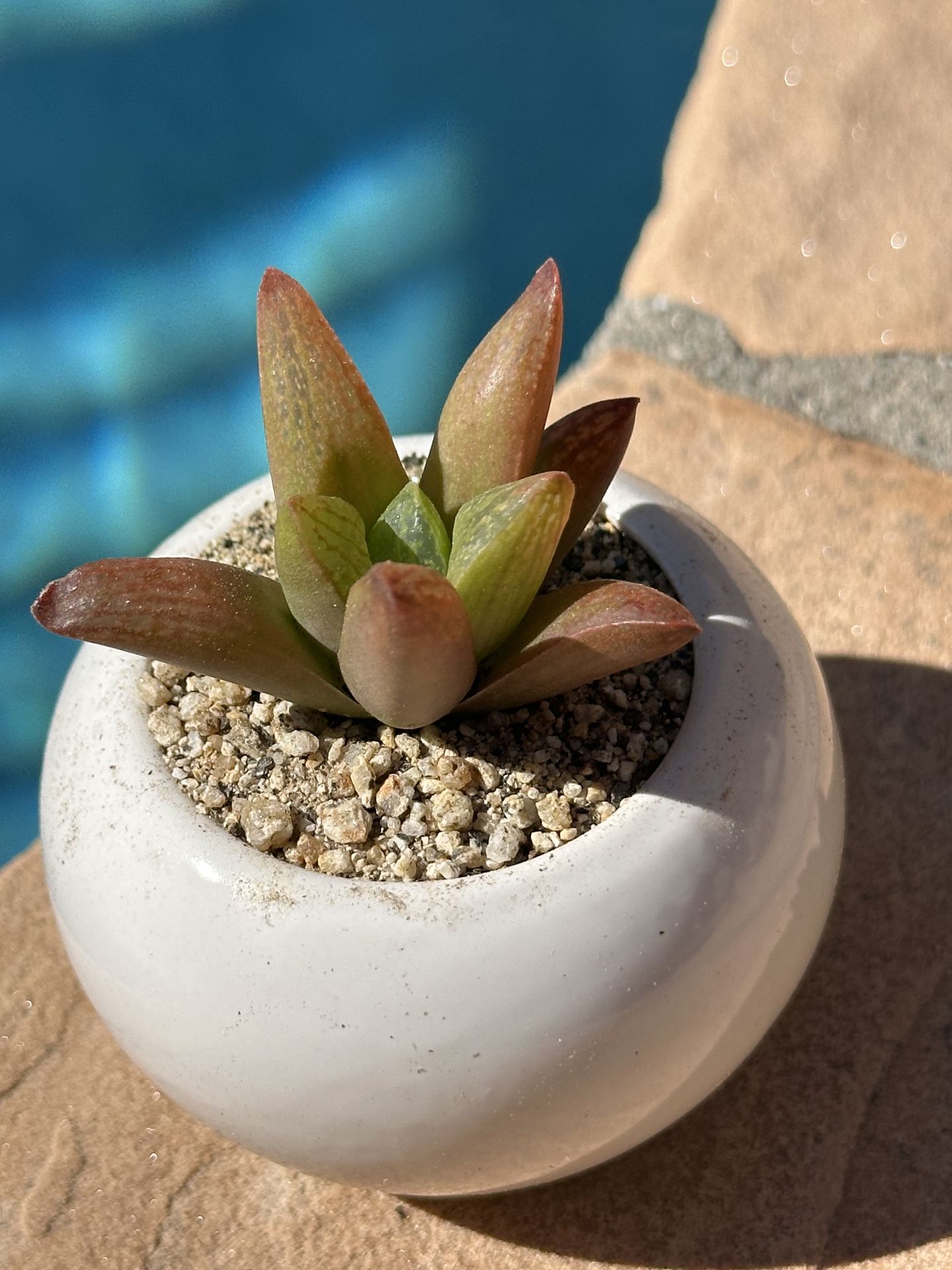 Rare succulent in mini cute ceramic pot