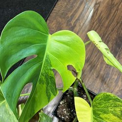 Variegated Monstera Aurea Two Leaf Plant Cutting W/aerial Root 