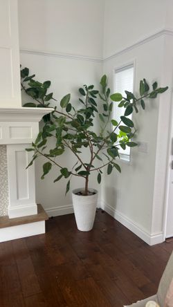 8’ Live Ficus Plant in pot