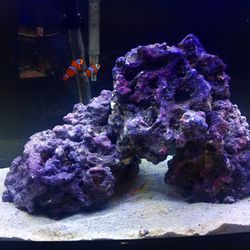 Salt water 23 gallon aquarium
