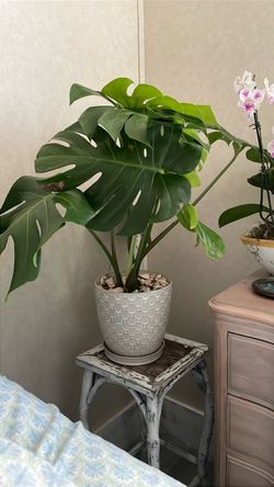 Monstera