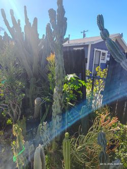 Tall Monstroses Cactus