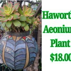 Hanging Haworthi Aeonium Plant