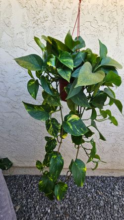 6" Pothos 'Golden'