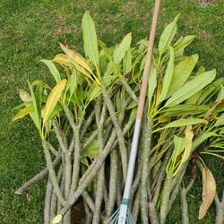 Plimeria cuttings