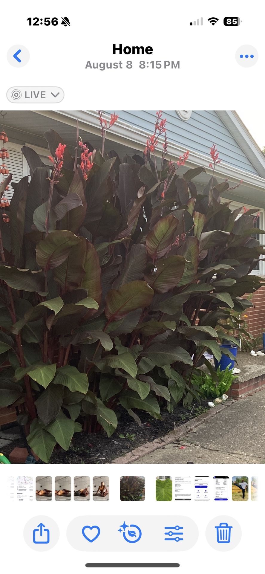 Canna Lillies -sub Tropical