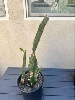 Dragon fruit