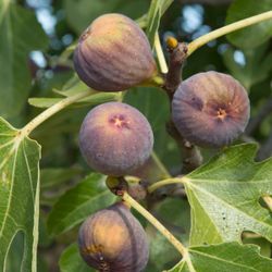 Olympian Fig Trees