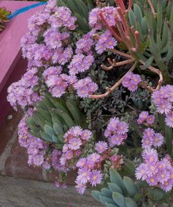 Free Pink Ice Plant Cuttings