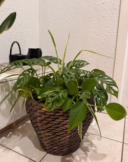 Pothos, Monstera adansonii, Spider Plants