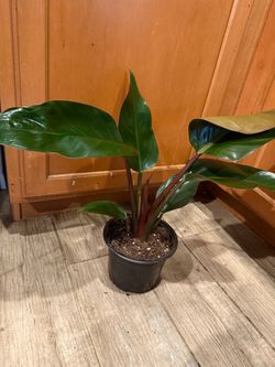 Plant