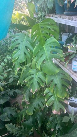Reverted Monstera Aurea