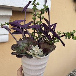Beautiful Succulent 