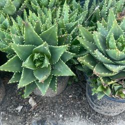 Short Leaf Aloe Vera Plants