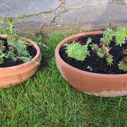 2 Terra Cotta Flower Pot Bowls With Succulents, $20 Each.