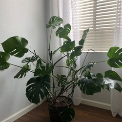 Indoor Plant $55