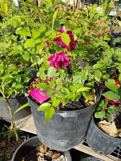 Burgundy Iceberg Roses 🌹 