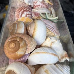 Sea shells assorted sizes