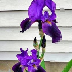 Deep Purple Bearded Iris Bulbs