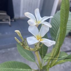 Plumeria Potted Plant