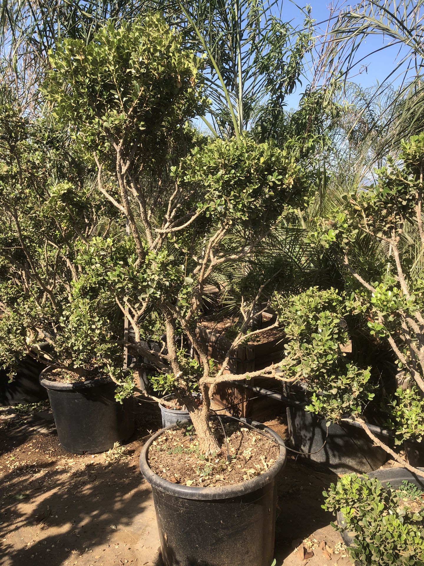 Japanese Boxwood Topiary Bonsai
