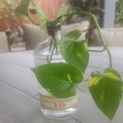 POTHOS PLANT