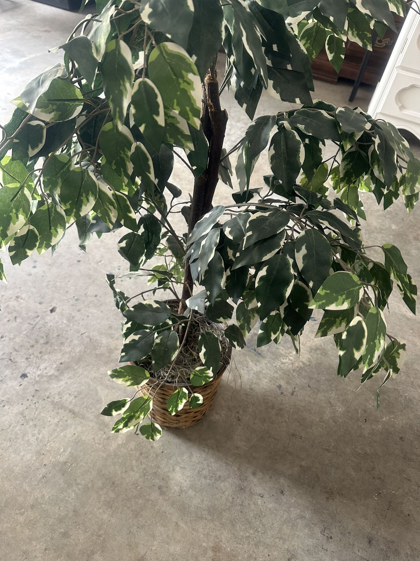 Plant For Sale