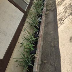 Aloe Vera Plants 