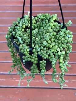 String of pearls in 6” pot