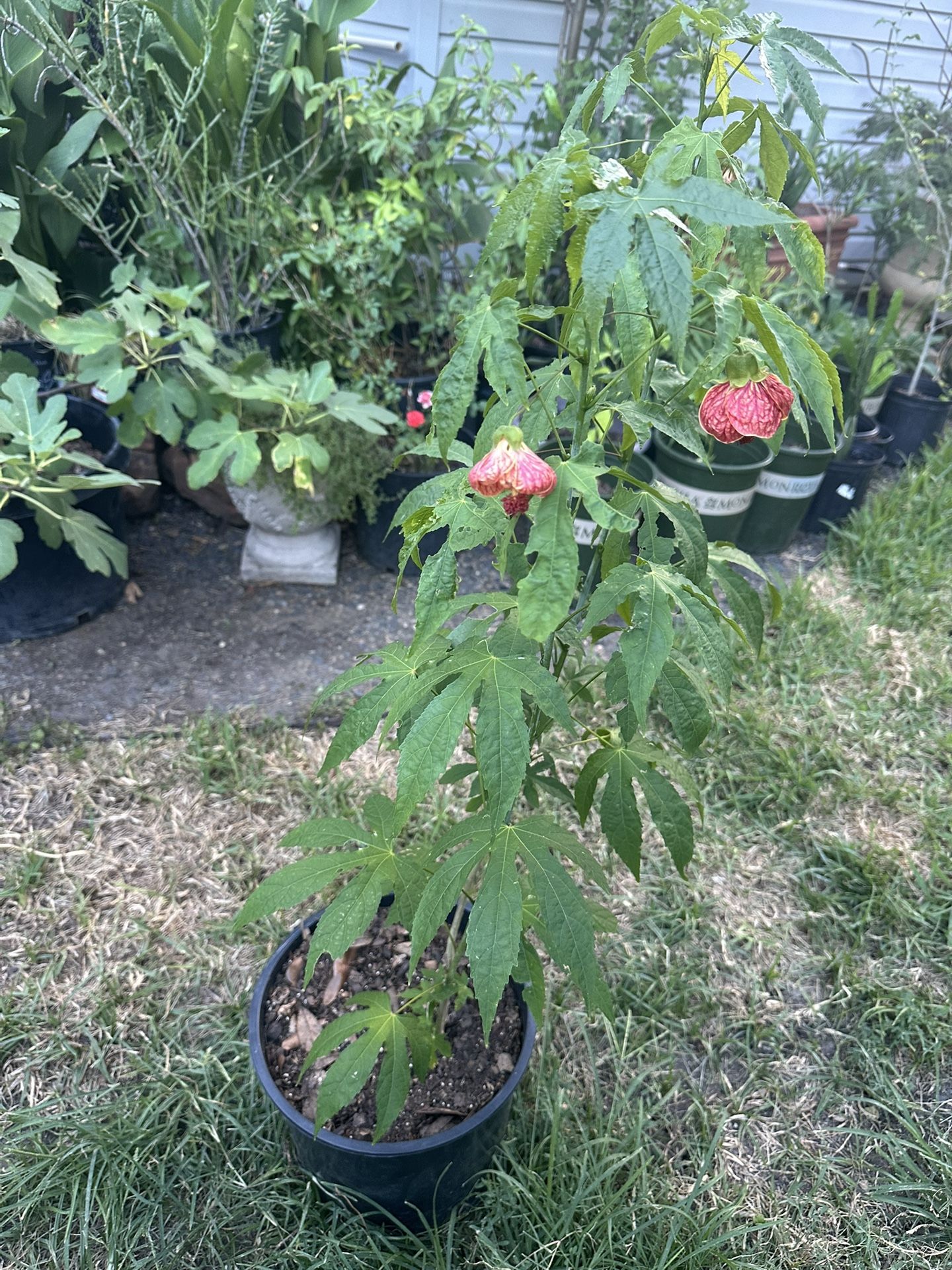 planta de foco