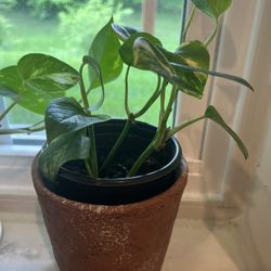 Pothos Plant With Concrete Vase