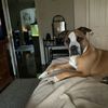 Gavin